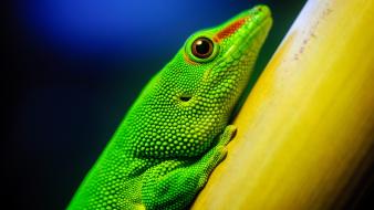 Green lizards wallpaper