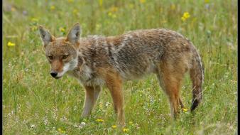 Landscapes nature coyote