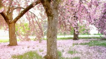 Nature cherry blossoms sakura falling wallpaper