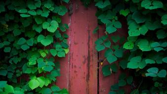 Nature wall leaves wallpaper