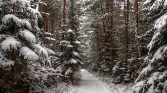 Nature winter forest roads wallpaper