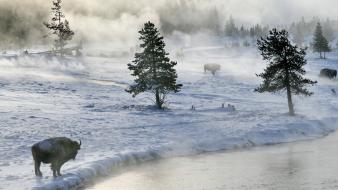 Nature winter snow rivers bison avalanche wallpaper