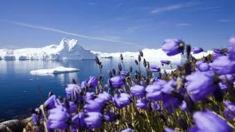 Ocean flowers arctic icebergs purple wallpaper