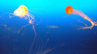 Ocean jellyfish blue background wallpaper