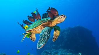 Ocean nature turtles 3d underwater fishes wallpaper