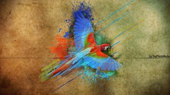 Parrots colors speed art blue hole wallpaper