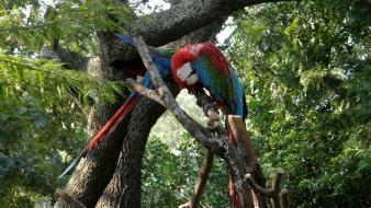 Trees birds parrots wallpaper
