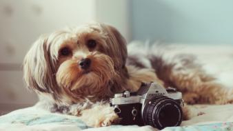 Animals dogs cameras wallpaper