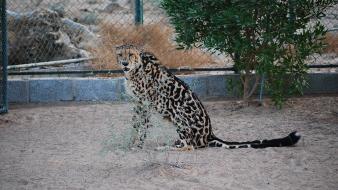 Animals king cheetah