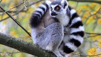 Animals lemurs wallpaper
