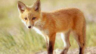 Animals outdoors foxes