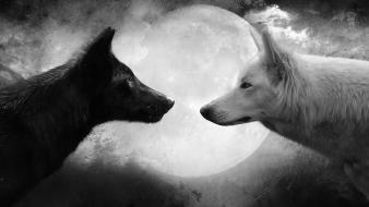 Black and white animals moon grayscale wolves wallpaper