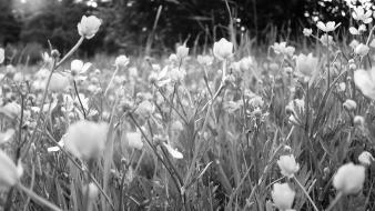Black and white nature flowers wallpaper