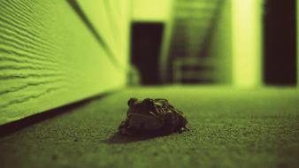 Frogs cross process film photography wallpaper