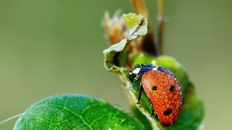 Insects beetle wallpaper