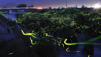 Japan fireflies wallpaper