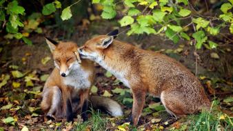 Nature animals foxes wallpaper