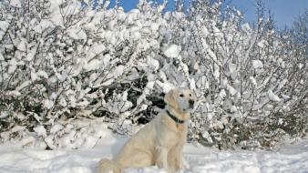 Snow animals dogs wallpaper