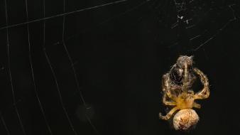 Spiders spider webs wallpaper
