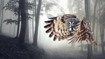 Trees animals owls birds wallpaper