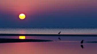 Water sun beach horizon evening herons sea wallpaper