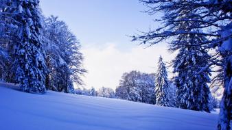 Winter snow trees forest walk wallpaper