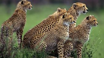 World animals cheetahs wallpaper