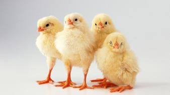 Animals chickens baby wallpaper