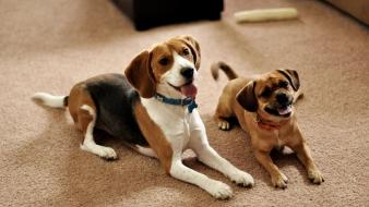 Animals dogs puppies couple beagle waiting wallpaper