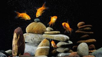 Animals goldfish aquarium wallpaper