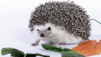 Animals hedgehogs mammals wallpaper