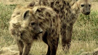 Animals hyenas wallpaper