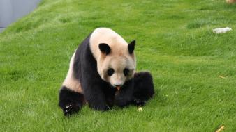 Baby animals grass panda bears wallpaper