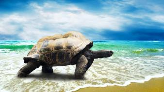 Beach animals seascapes tortoise wallpaper