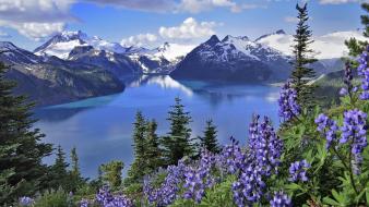 British columbia lakes purple flowers lake garibaldi wallpaper