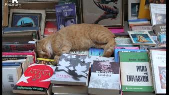 Cats books turkey sleeping wallpaper