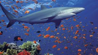 Fish sharks underwater wallpaper