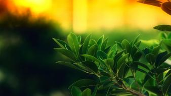 Green leaves wallpaper