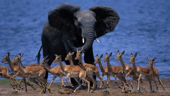 Landscapes nature wildlife africa antelope wallpaper