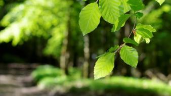Light green landscapes nature leaves young spring wallpaper