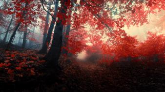 Nature autumn (season) forest path mist red leaf wallpaper