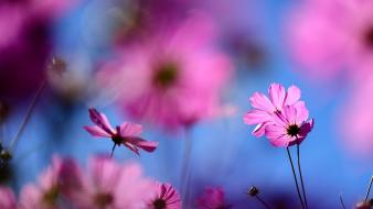 Nature flowers cosmos flower wallpaper