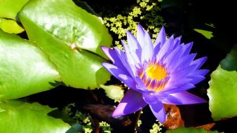 Nature flowers lily pads water lilies purple wallpaper
