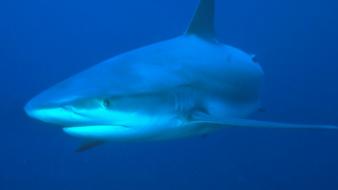 Ocean animals sharks wallpaper