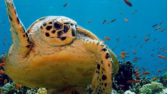 Ocean animals turtles wallpaper