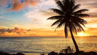 Sunset nature palm trees seascapes wallpaper