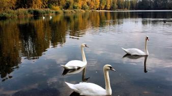 Trees swans ponds birds wallpaper