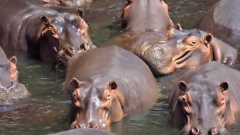 Water animals hippopotamus wallpaper