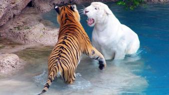 White tigers stripes wallpaper