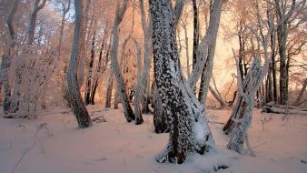 Winter snow trees forest magic wand frost janek-sedlar wallpaper